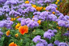Beautiful Flowers Pansies Against Dark Blue Colors Royalty Free Stock Image Beautiful Flowers Pansies Against Dark Blue Colors Royalty Free Stock Image