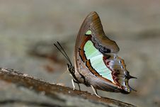 Butterfly (Common Nawab) , Thailand Stock Photography
