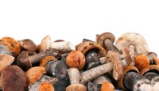 Handful Of Fresh Wild Mushrooms Royalty Free Stock Image Handful Of Fresh Wild Mushrooms Royalty Free Stock Image
