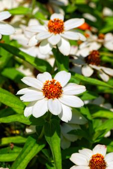 Zinnia Royalty Free Stock Photo Zinnia Royalty Free Stock Photo