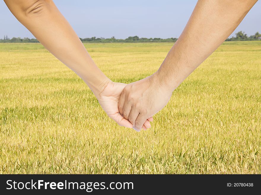 Successful farmers hold their hands and look at their rice field