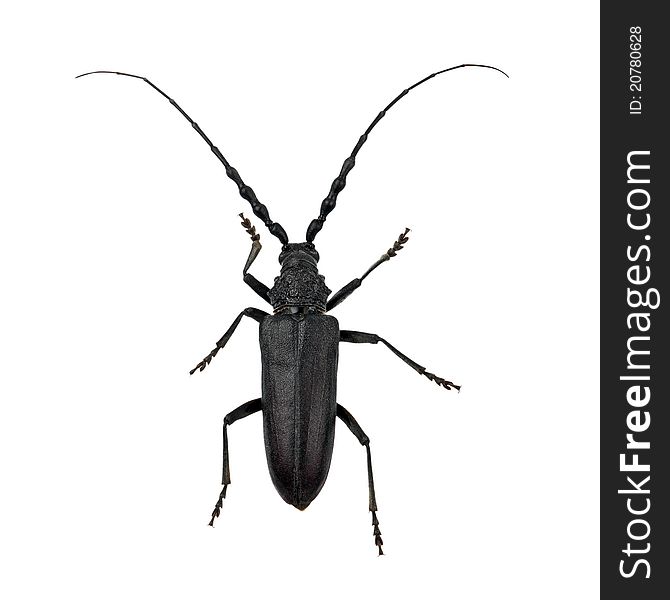 Callidium Antennatum Hesperum Casey or Blackhorned Pine Borer beetle isolated on white background.