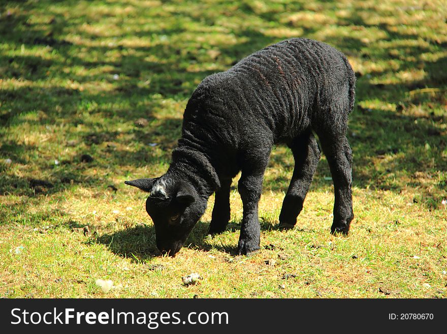 Black Lamb grazing in a field