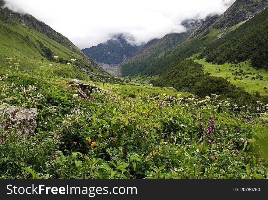 Scenic of Himalaya flower Valley, Inida