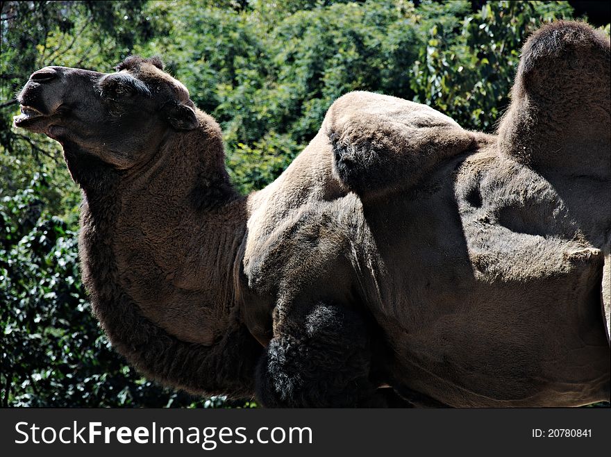 A Bactrian Camel (native to the steppes of central Asia) with a lopsided hump.