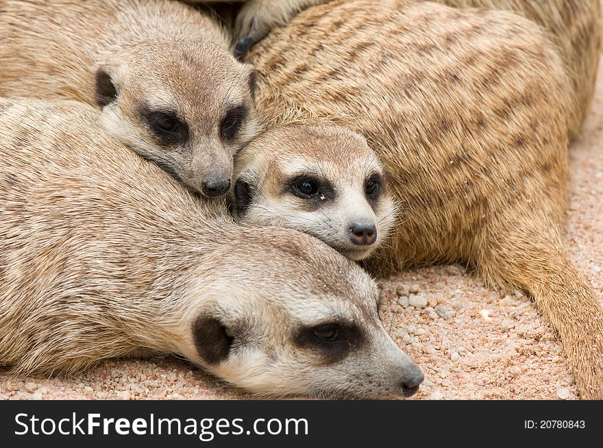 Group of meerkats is sleeping on sand
