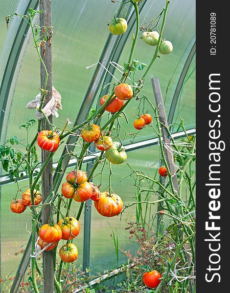 Tomatoes growing in a greenhouse. Tomatoes growing in a greenhouse