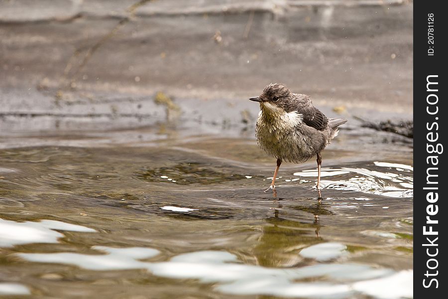 A Wet White-throated Dipper