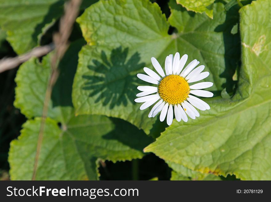 Daisy flower with an interesting shadow on a background of leaves