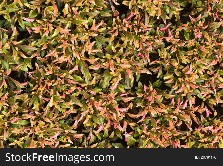 Red and green leaf of plant background