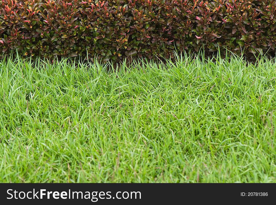 Green grass and red plant background