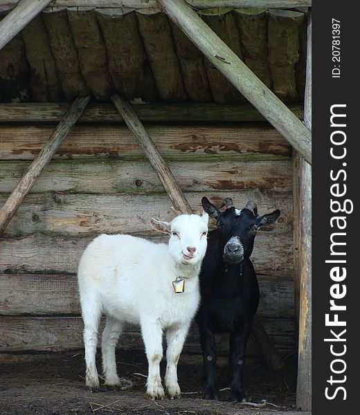 Black and white goats in Lithuanian forest. Black and white goats in Lithuanian forest