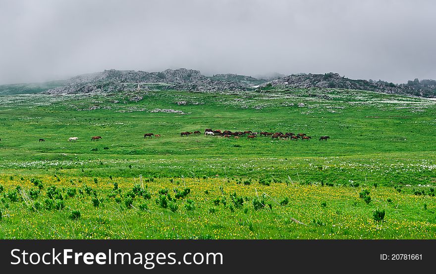Summer landscape with horse, mountains and clouds. mountains of the northern Caucasus, Russia