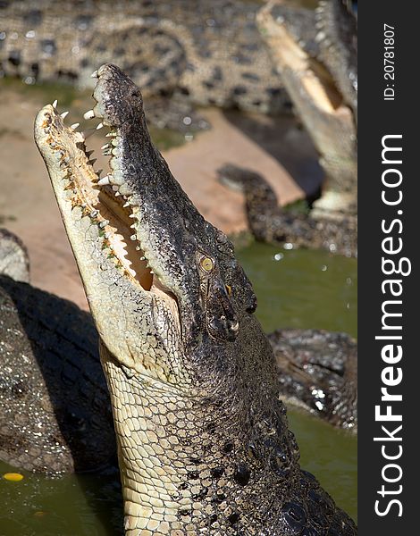 Green crocodile in a bog. It is hungry and hunts.