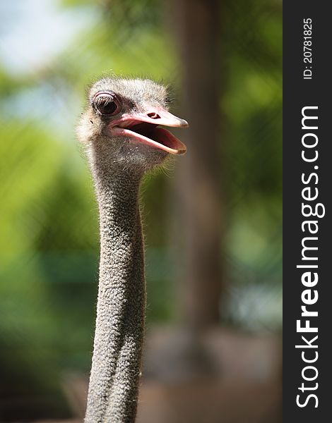 Portrait of an ostrich in park, on a green background.