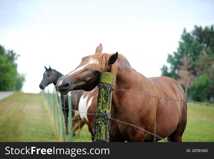 Happy horse leaning against a post. Happy horse leaning against a post.
