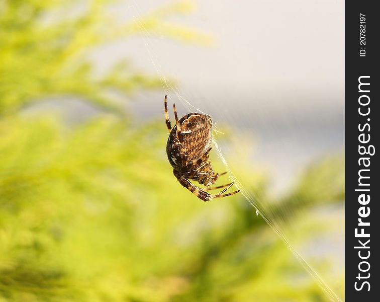 Macro Image Of An Orb Spider.