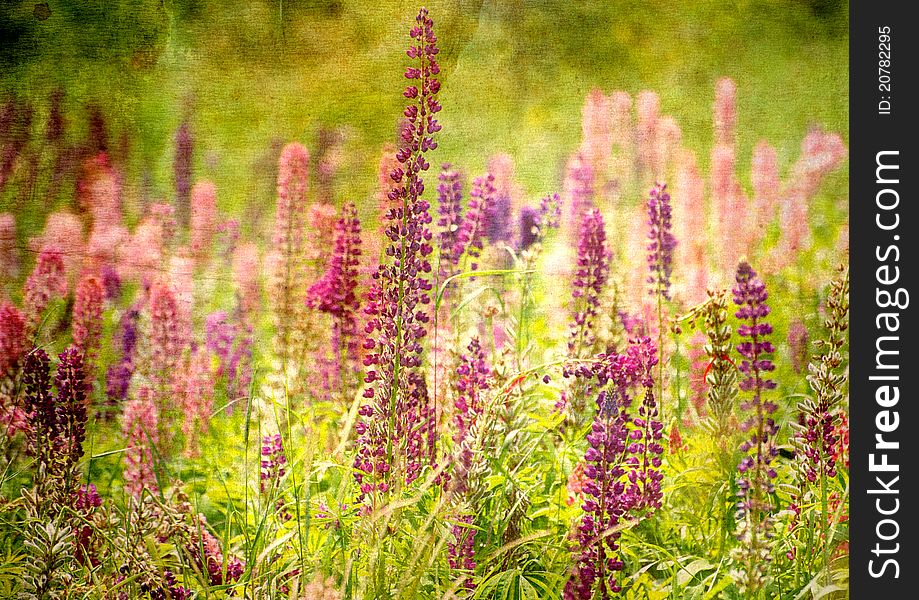 Field Of Lupine Textured.