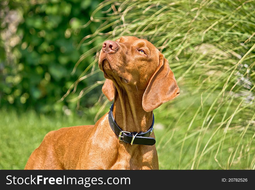 Hungarian viszla posing - Hungarian pointer hunting dog III. Hungarian viszla posing - Hungarian pointer hunting dog III