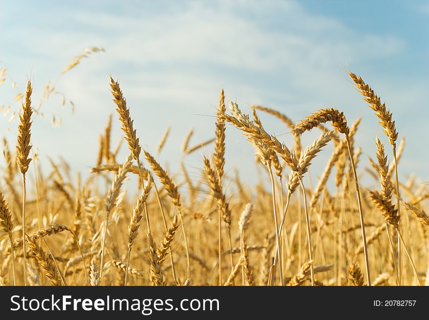 Gold ears of wheat