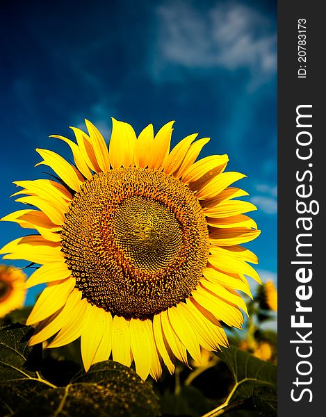 Beautiful backlit sunflower in the soft morning light with blue sky and white clouds. Beautiful backlit sunflower in the soft morning light with blue sky and white clouds