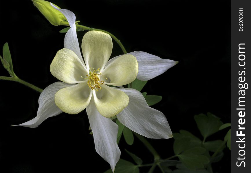 Yellow and White Columbine on Black Background