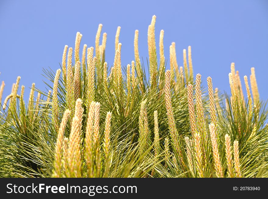 Beautiful needle leaf pine tree