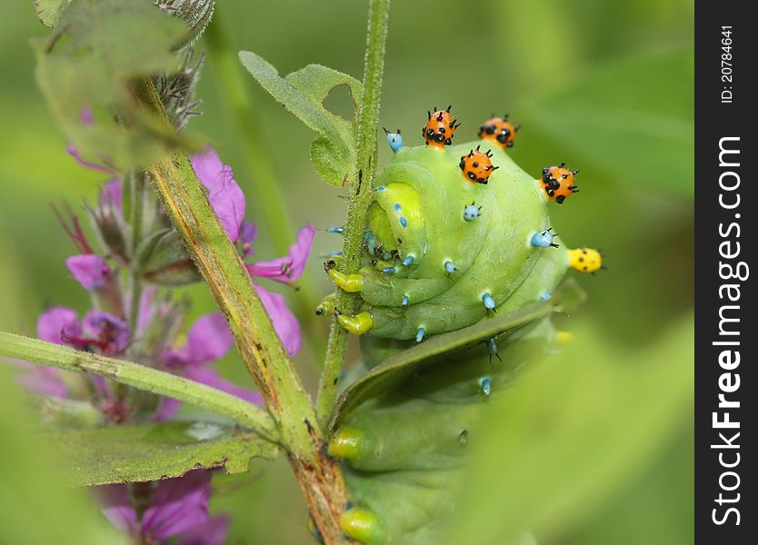 Cecropia Moth Caterpillar