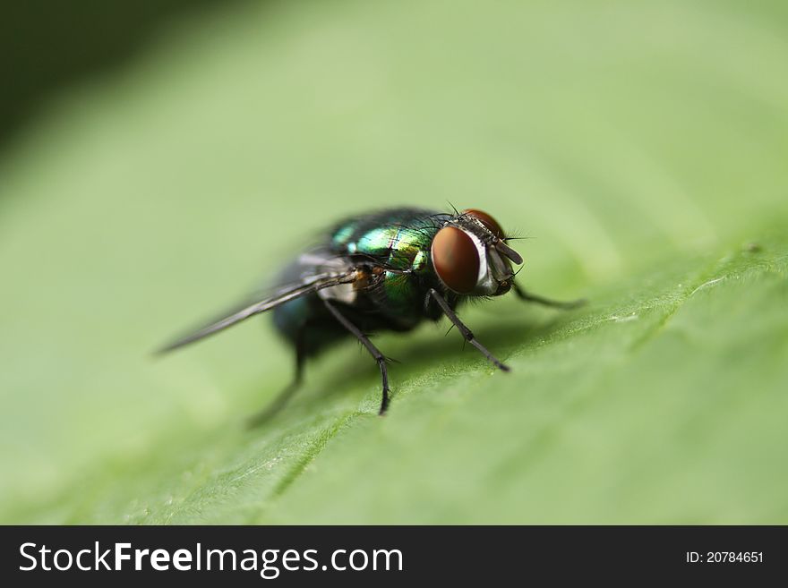 A small green bottle fly on a leaf.