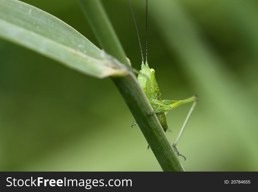 A bright green Katydid sitting on a blade of grass in a field.