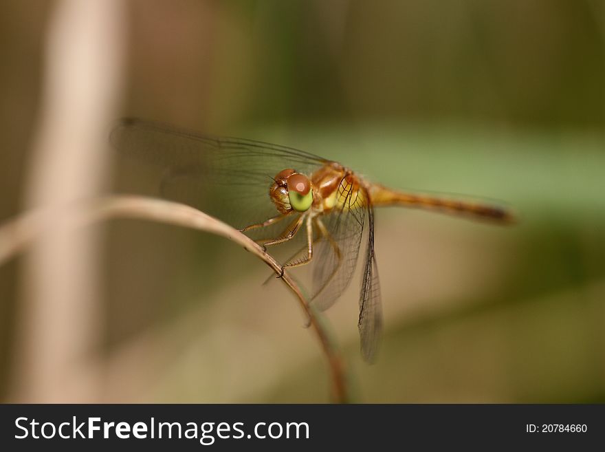 This is a beautiful brown Dragonfly perched upon a stick.