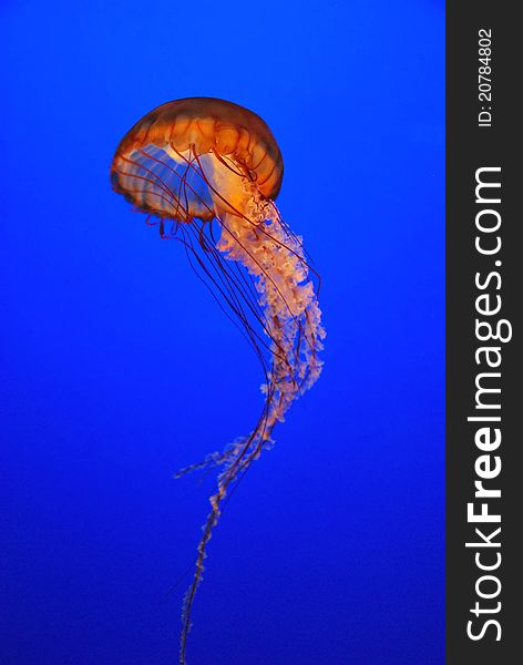 Chrysaora fuscescens jellyfish free-floating scyphozoa in the Pacific Ocean jelly fish