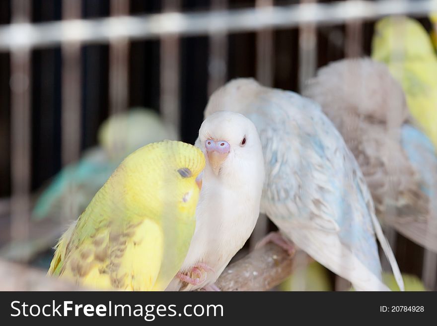 Beautiful parrots in the cage