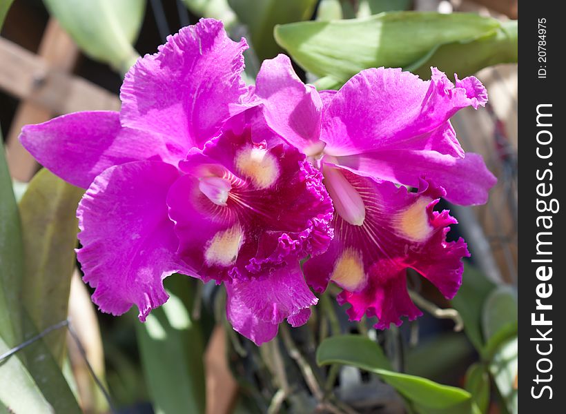 Bunch of purple orchid, cattleya hybrids. Bunch of purple orchid, cattleya hybrids