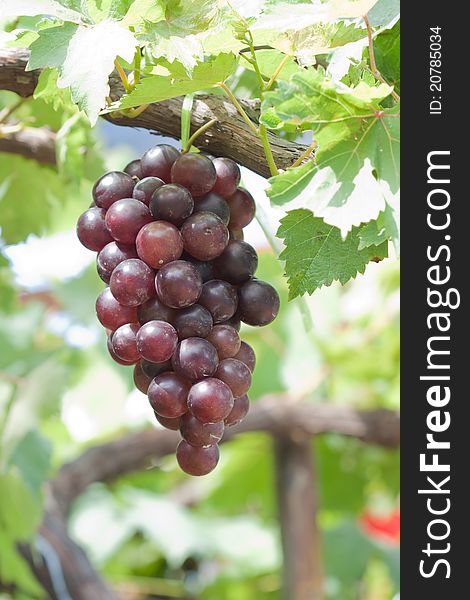 Bunch of wine grapes hanging on a vine. Bunch of wine grapes hanging on a vine