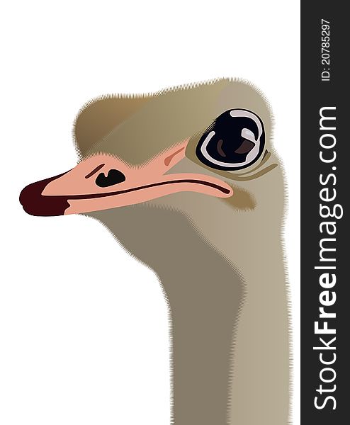 The head of an ostrich