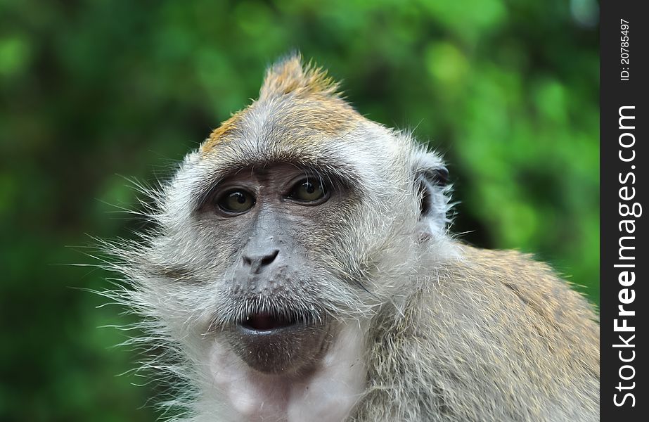 A mature monkey with a paternal look, taken in Langkawi island in Malaysia.