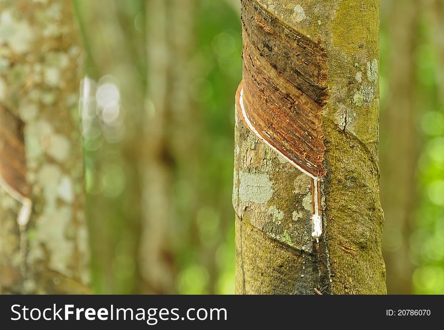 Rubber tree background