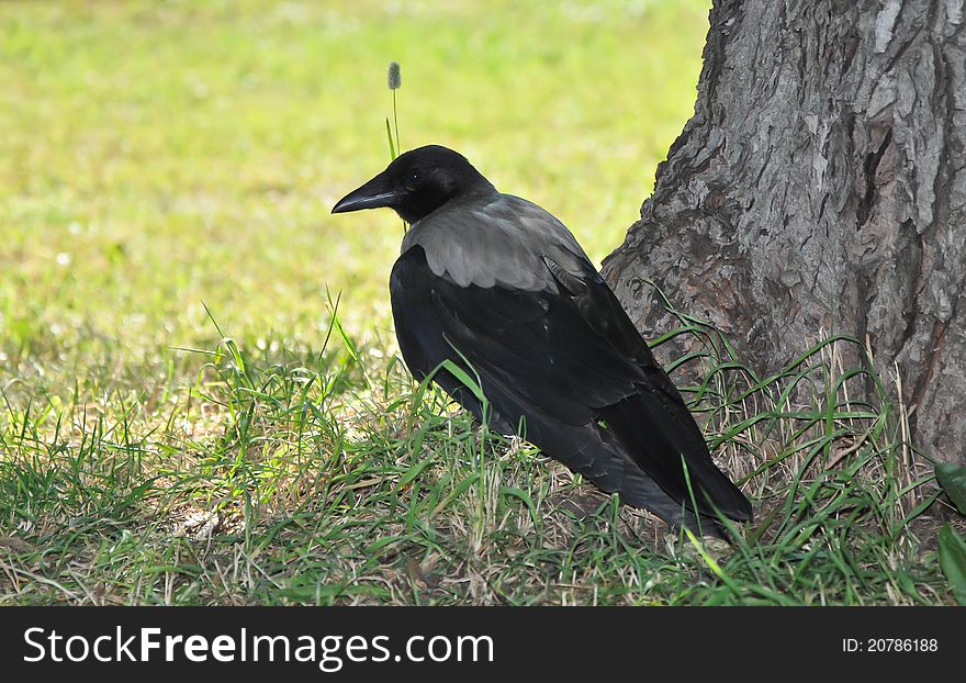 A raven sitting on the ground near a tree.