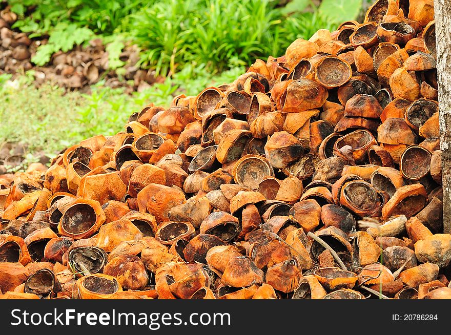 A Large Number Of Coconut Shells