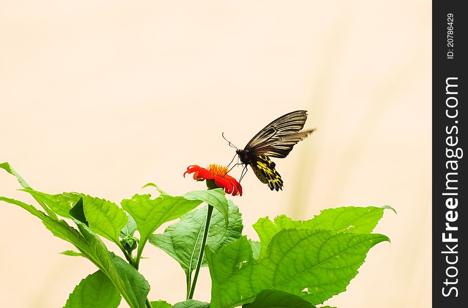 Butterfly on Cosmos flower