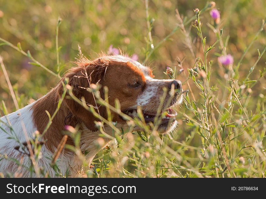 Hunt dog