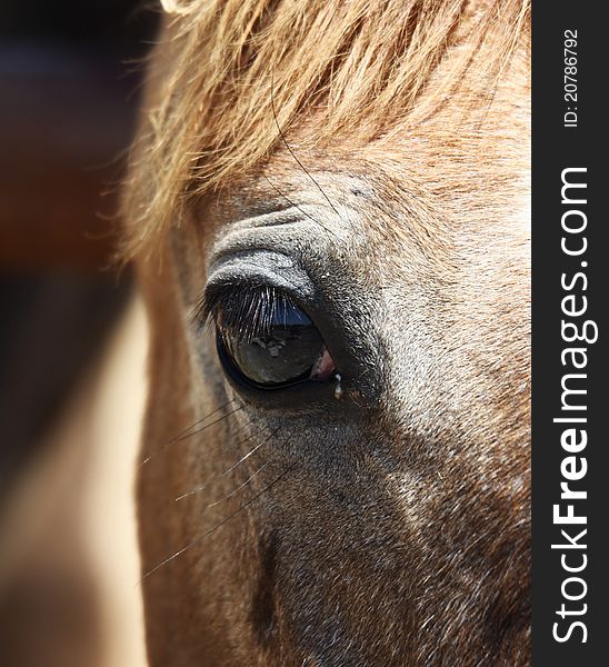 Brown horse`s eye with white mark