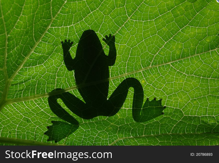 The frog's shadow on background of leaf