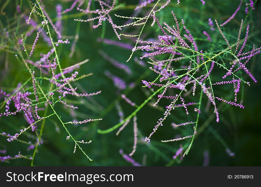 Bare tree branches with purple flowers