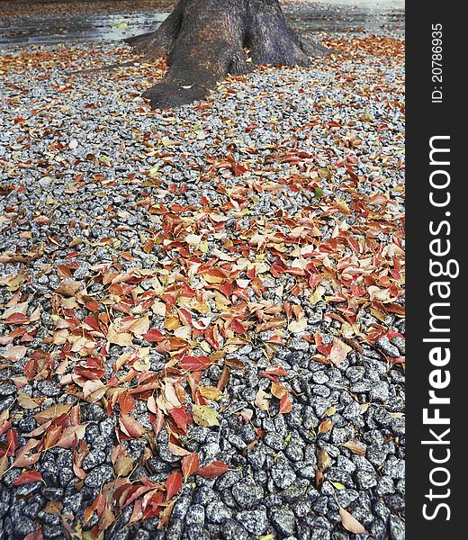 Many autumnal leaves fallen on the pebble stones with tree trunk on background. Many autumnal leaves fallen on the pebble stones with tree trunk on background