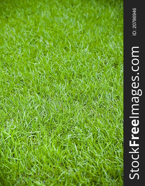 Green grass background like texture