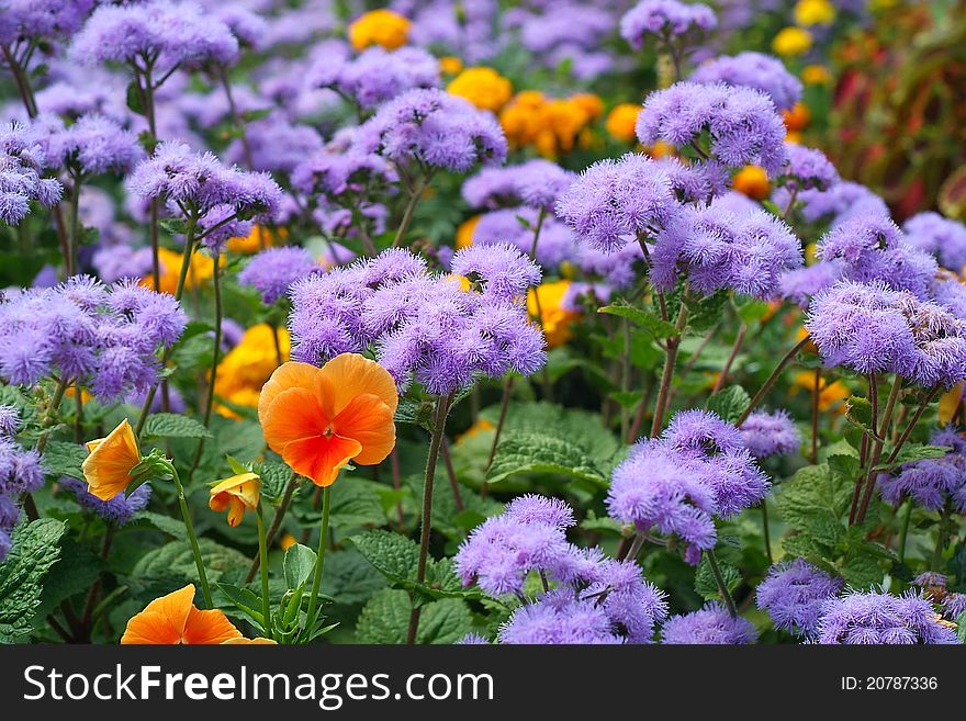 Beautiful Flowers Pansies Against Dark Blue Colors