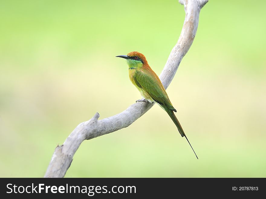 Bird (Green Bee-eater) , Thailand