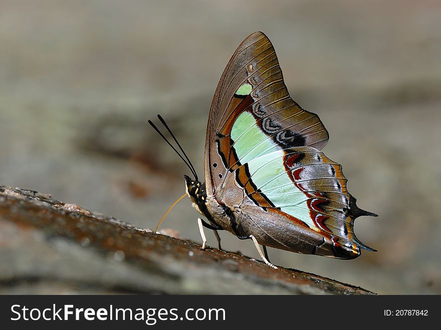 Butterfly (Common Nawab) , Thailand